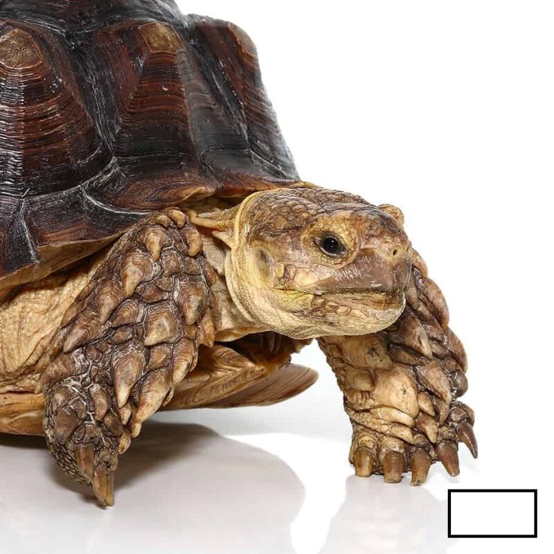 Juvenile Sulcata Tortoise for Sale