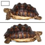Juvenile Sulcata Tortoise for Sale