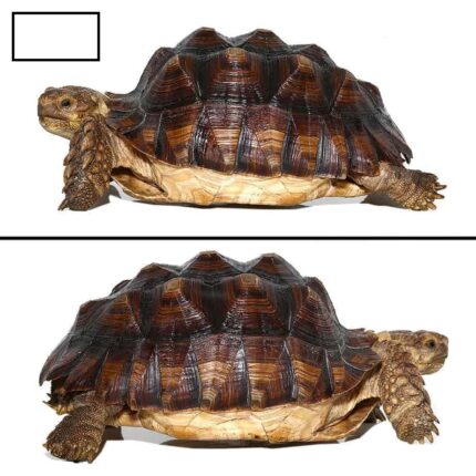 Juvenile Sulcata Tortoise for Sale