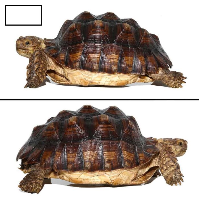 Juvenile Sulcata Tortoise for Sale