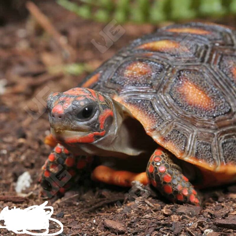 Baby Redfoot Tortoise for sale